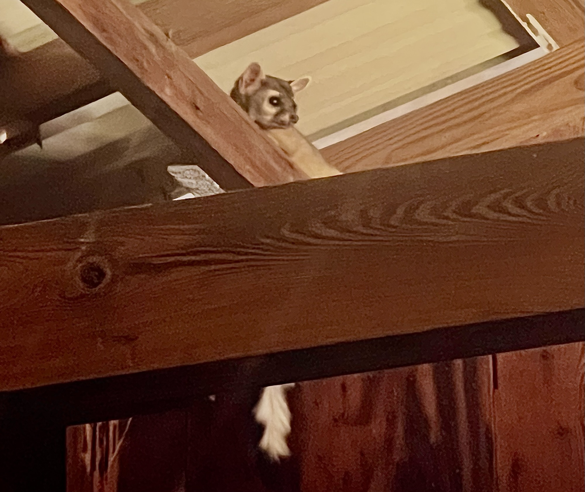 Ringtail In Yoakum Texas